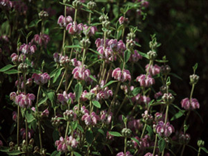 Vivers Càrex - Phlomis purpurea 